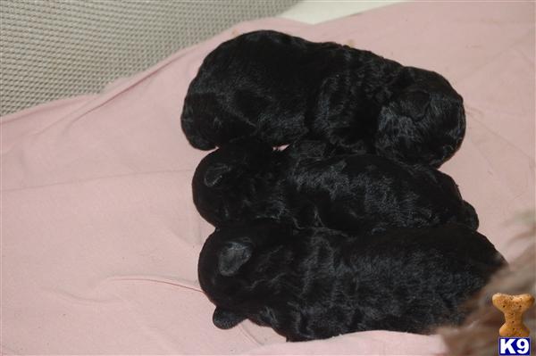 Poodle Puppies in TX